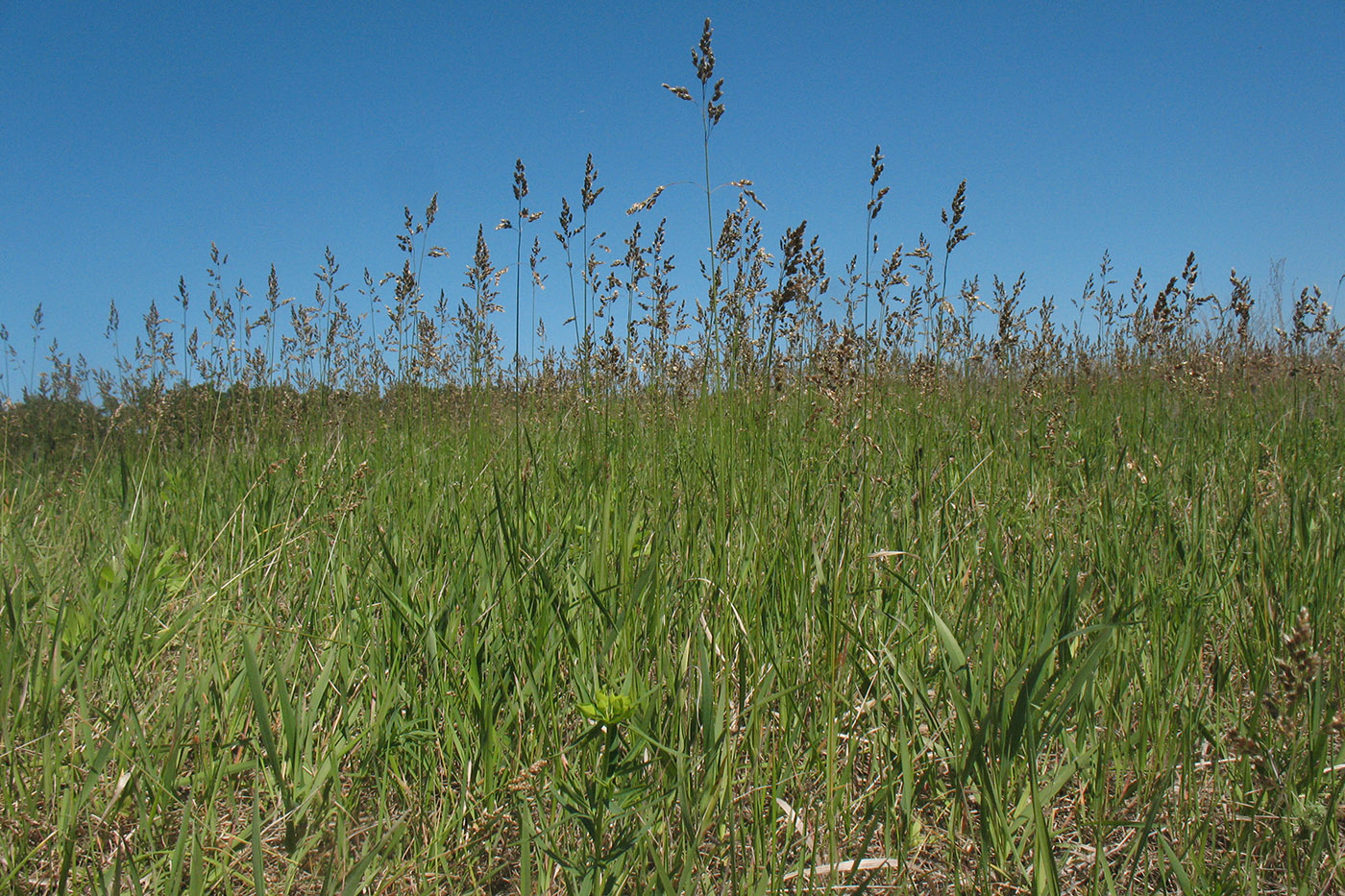 Image of Hierochloe repens specimen.