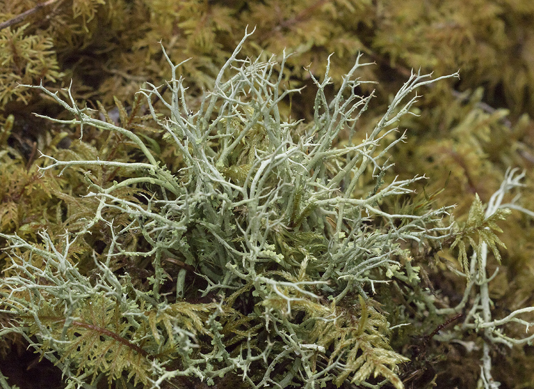 Изображение особи Cladonia rangiformis.