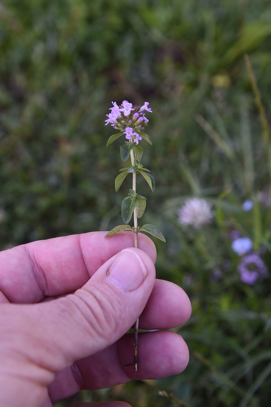 Изображение особи род Thymus.