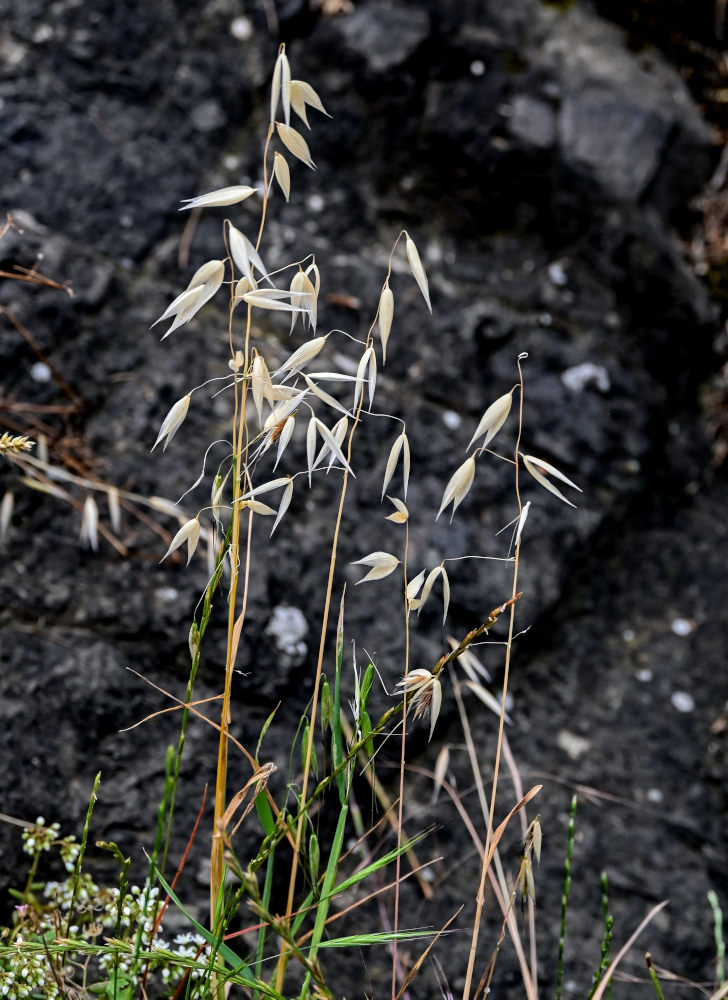 Image of Avena persica specimen.