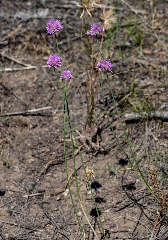 Изображение особи Allium lineare.