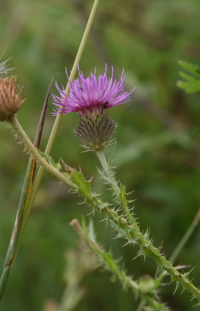 Изображение особи Carduus acanthoides.