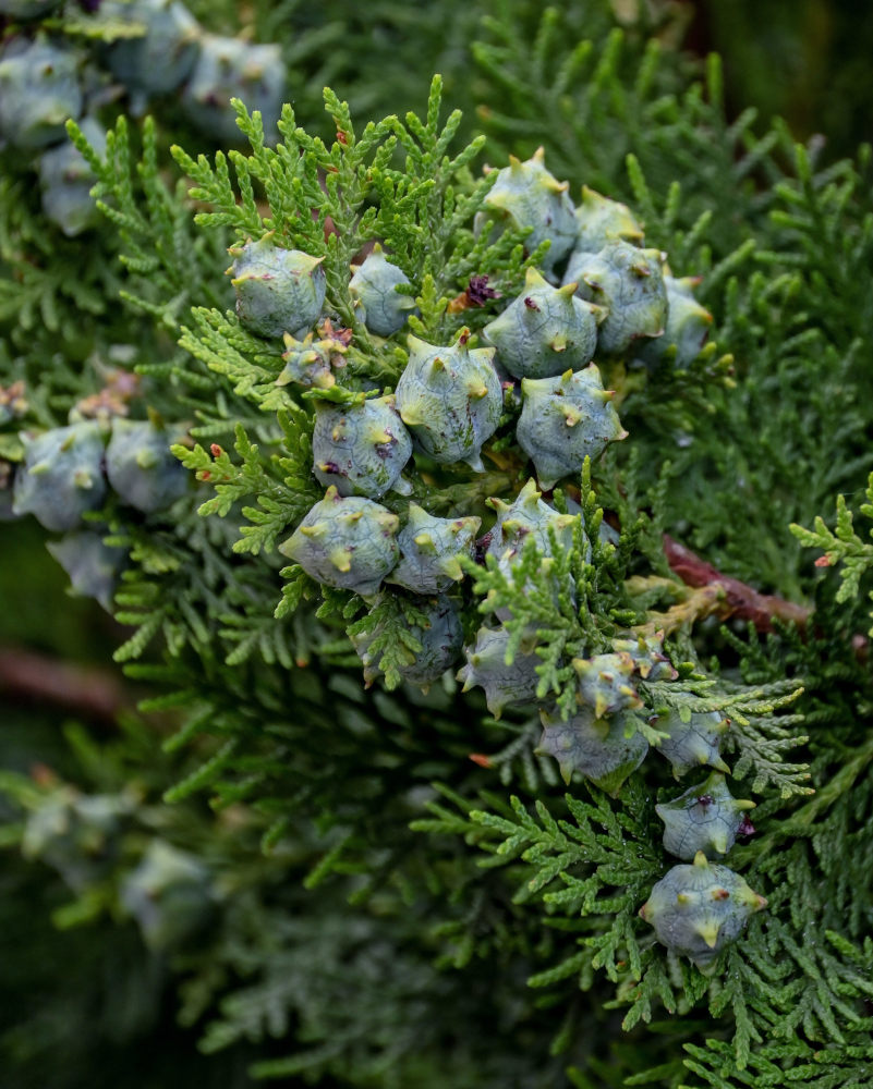 Изображение особи Platycladus orientalis.