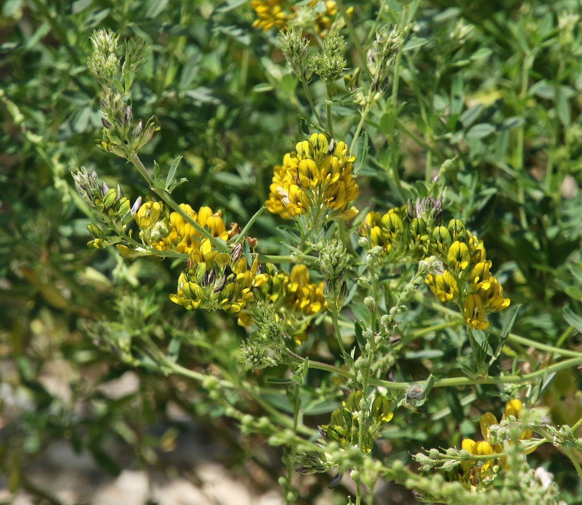 Image of Medicago &times; varia specimen.