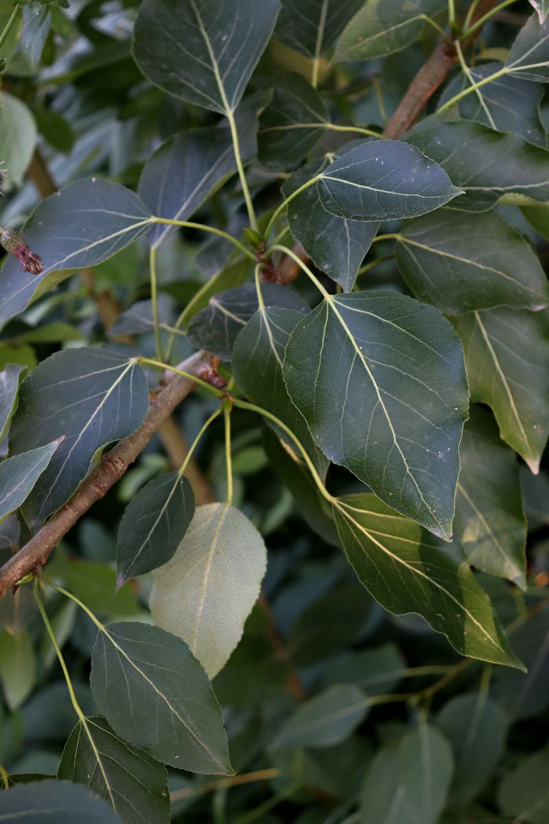 Image of genus Populus specimen.