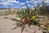 Astragalus rubtzovii. Цветущее растение. Казахстан, Алматинская обл., Северный Тянь-Шань, дол. р. Кегень, пески Кум-Текей, ≈ 2000 м н.у.м., барханные пески. 26 июля 2024 г.