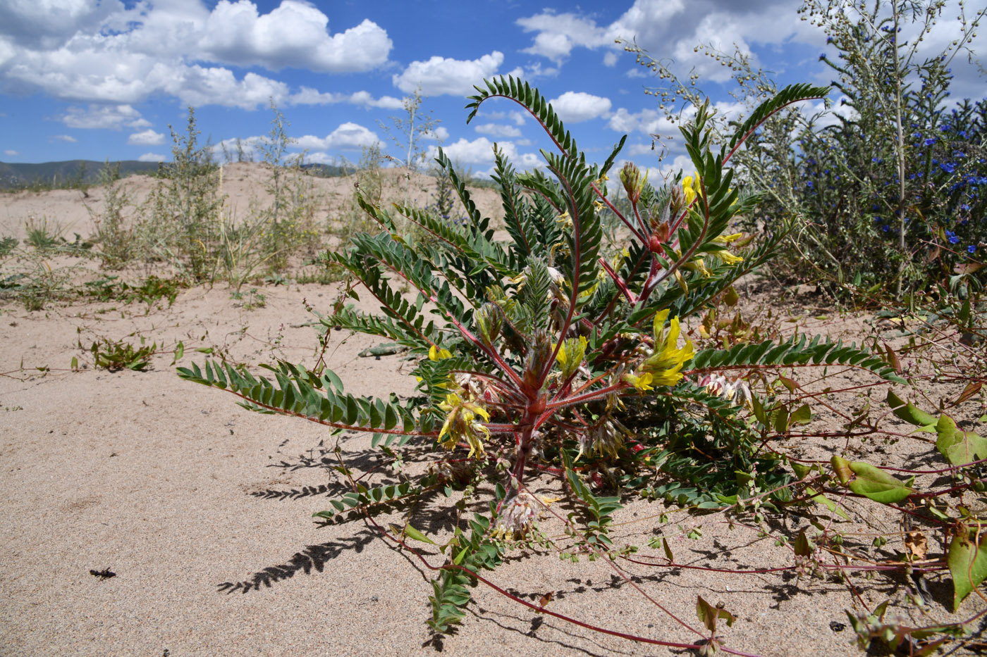 Image of Astragalus rubtzovii specimen.