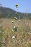 Blackstonia perfoliata