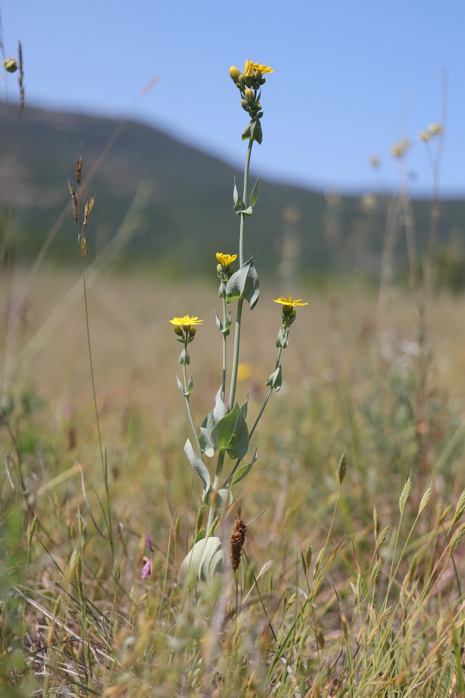 Image of Blackstonia perfoliata specimen.