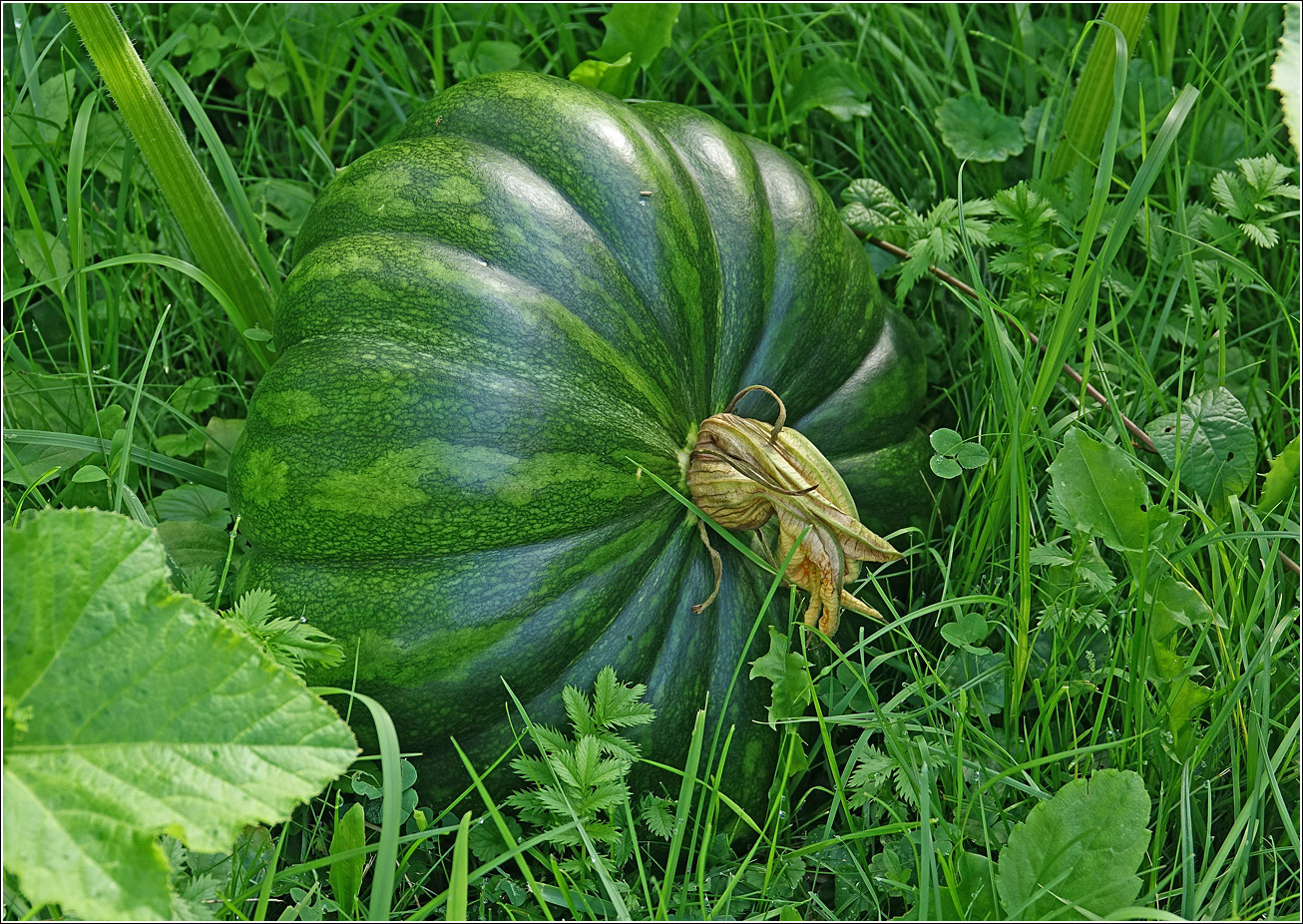 Изображение особи Cucurbita pepo.