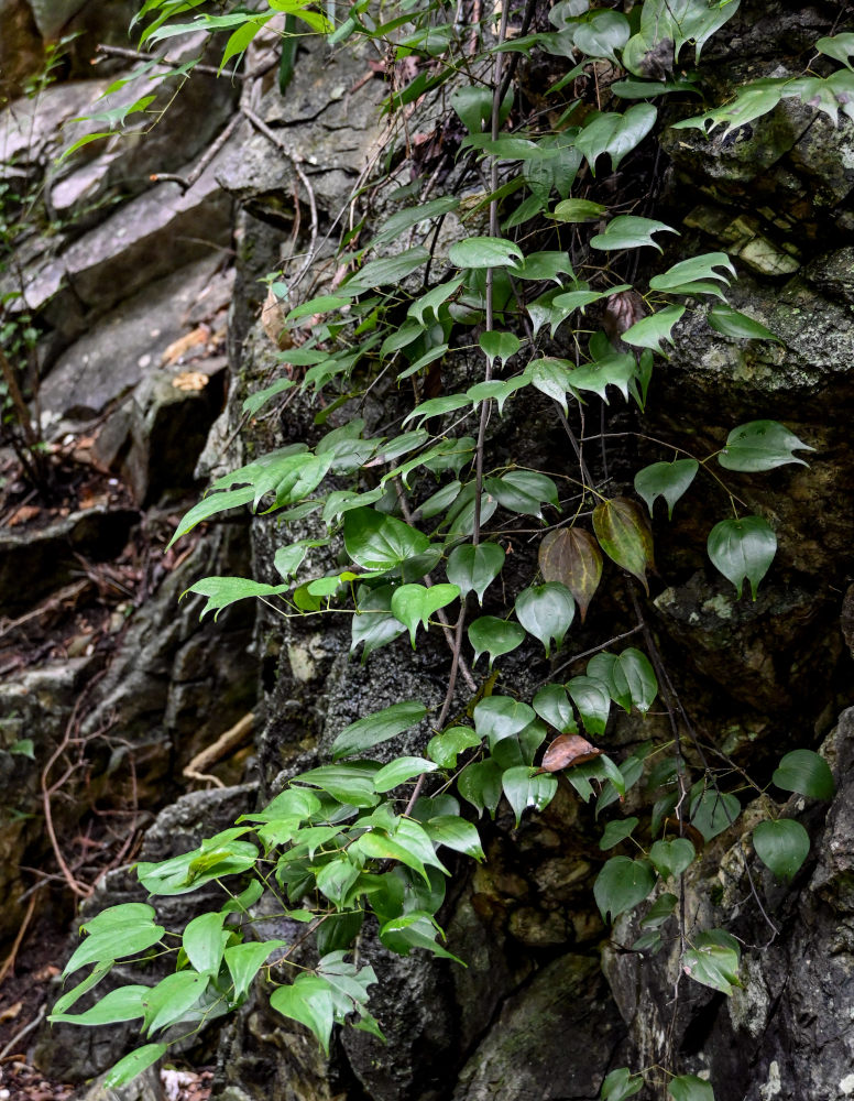 Image of Bauhinia championii specimen.