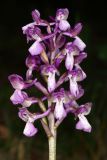 Anacamptis morio subspecies caucasica. Соцветие. Республика Крым, г/о Судак, окр. пгт Щебетовка, разреженный дубово-грабовый лес с можжевельником, выс. 183 м н.у.м. 28 апреля 2024 г.