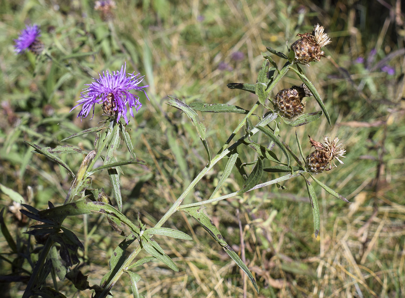 Image of Centaurea jacea ssp. vinyalsii specimen.