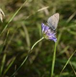 семейство Dipsacaceae. Верхушка цветущего растения с сидящей голубянкой Алькон (Phengaris alcon) и пауком мизумена. Липецкая обл., Данковский р-н, окр. дер. Масловка, 1,5 км выше устья р. Паники, луг. 3 августа 2024 г.