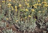 Helichrysum arenarium. Группа цветущих и вегетирующих растений. Ульяновская обл., Мелекесский р-н, долина р. Бирля, остепнённый песчаный склон, выгоревший ранее участок с разреженным травостоем. 05.08.2023.