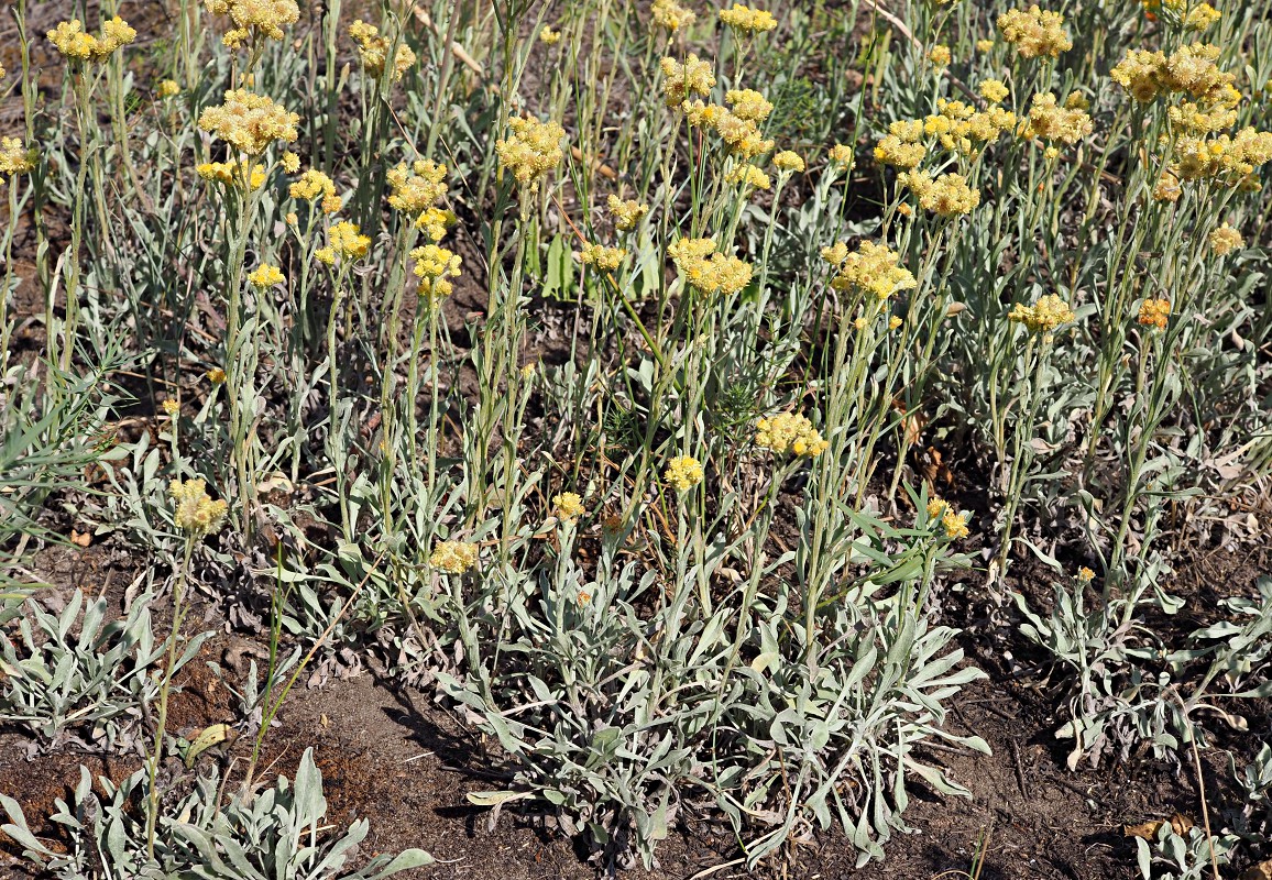 Изображение особи Helichrysum arenarium.