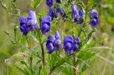 Aconitum napellus