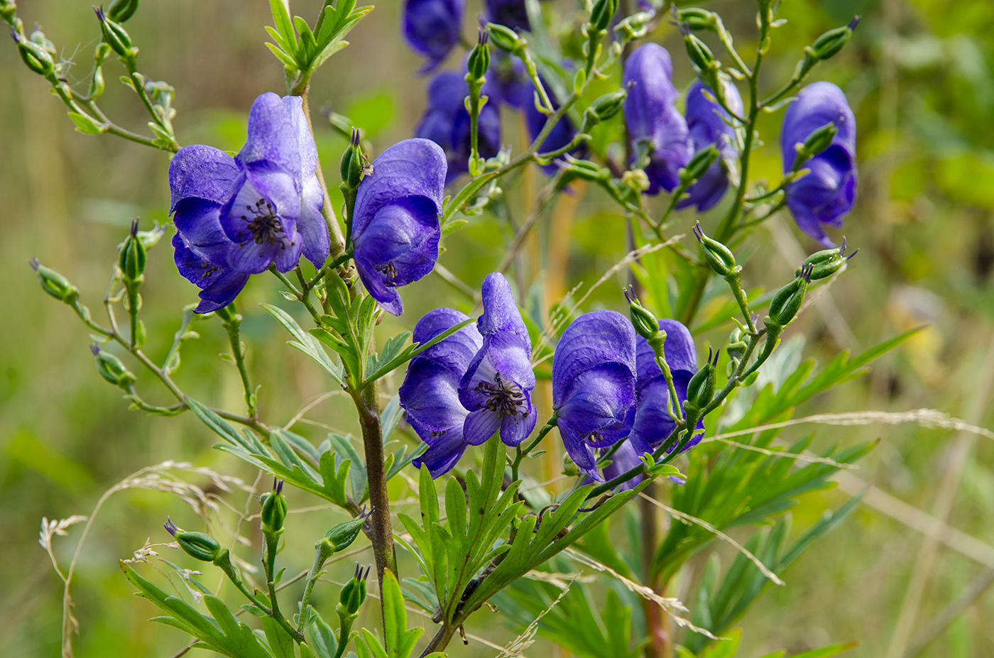 Изображение особи Aconitum napellus.