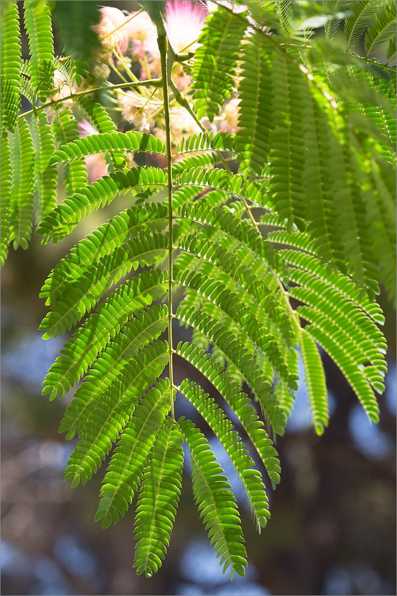 Изображение особи Albizia julibrissin.