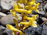 Corydalis speciosa. Средняя часть соцветия. Хабаровский край, г. Комсомольск-на-Амуре, дамба золоотвала оз. Хорпы. 16.05.2024.