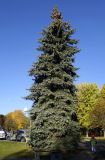 Picea pungens форма glauca. Взрослое дерево с шишками. Беларусь, г. Гродно, Ленинский р-н, Коложский парк, в культуре. 20.10.2024.