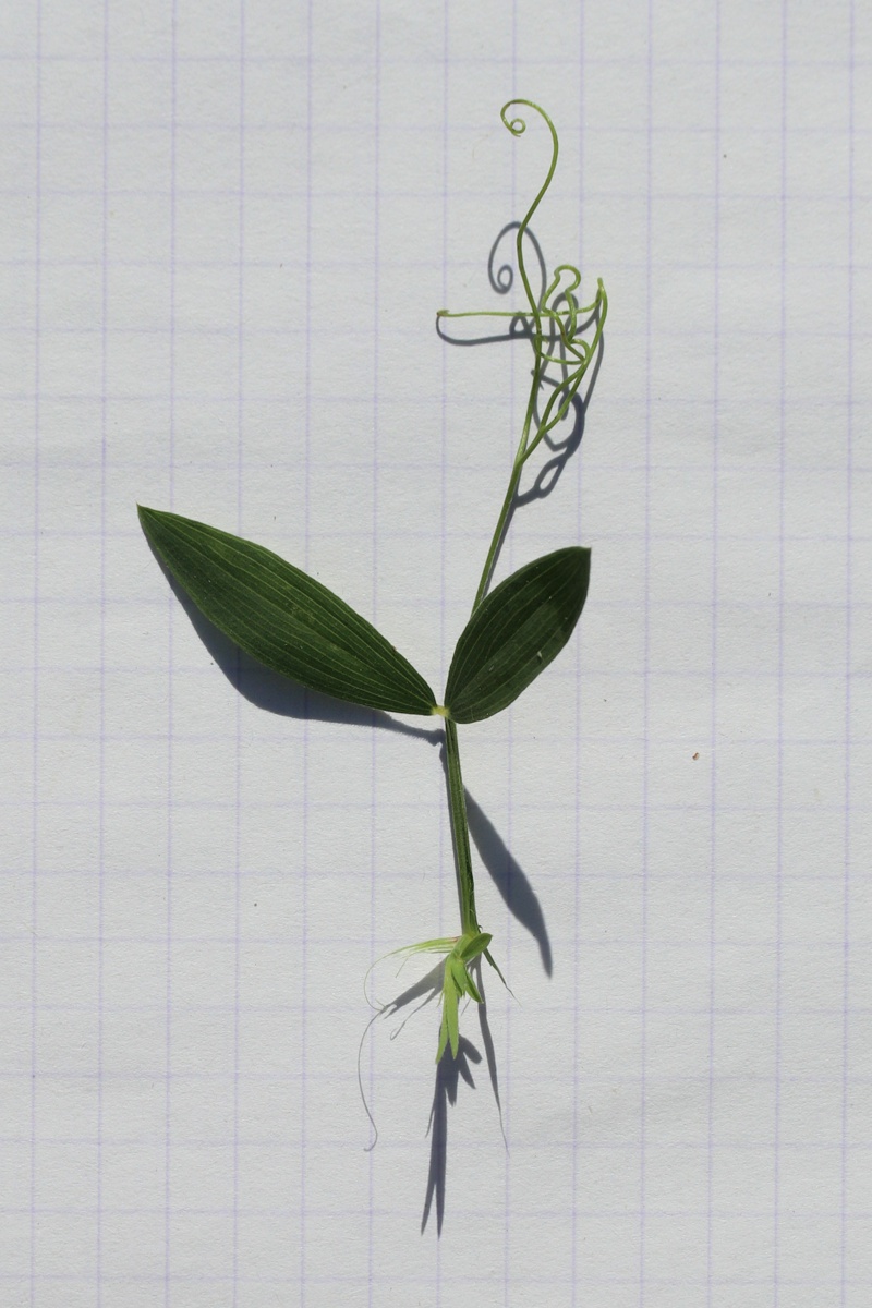 Image of Lathyrus pratensis specimen.