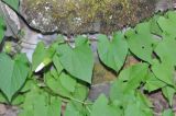 Calystegia silvatica