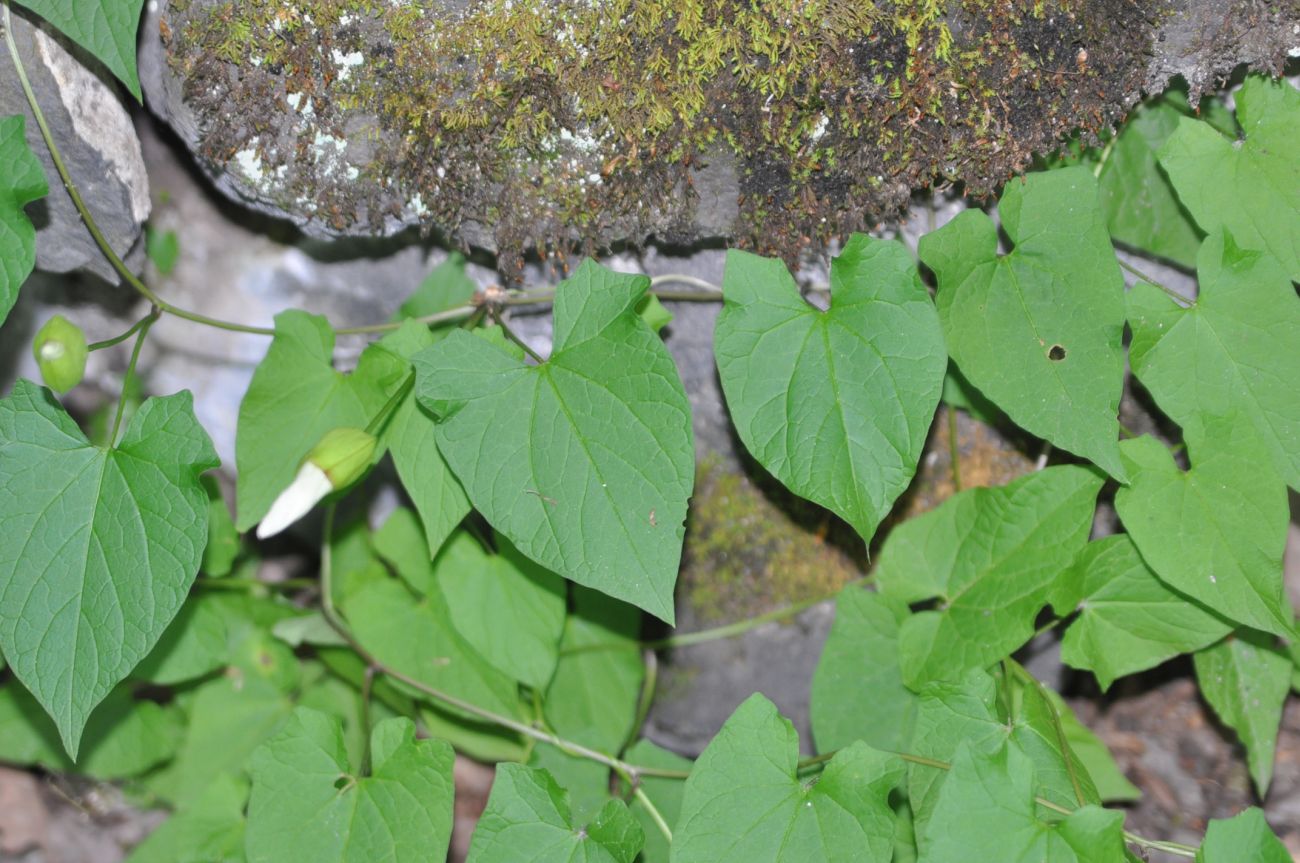 Изображение особи Calystegia silvatica.