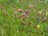 Trifolium pratense. Верхушки цветущих растений. Кабардино-Балкария, Черекский р-н, окр. с/п Верхняя Балкария, берег р. Псыгансу, ≈ 2100 м н.у.м., субальпийский луг. 31.07.2024.