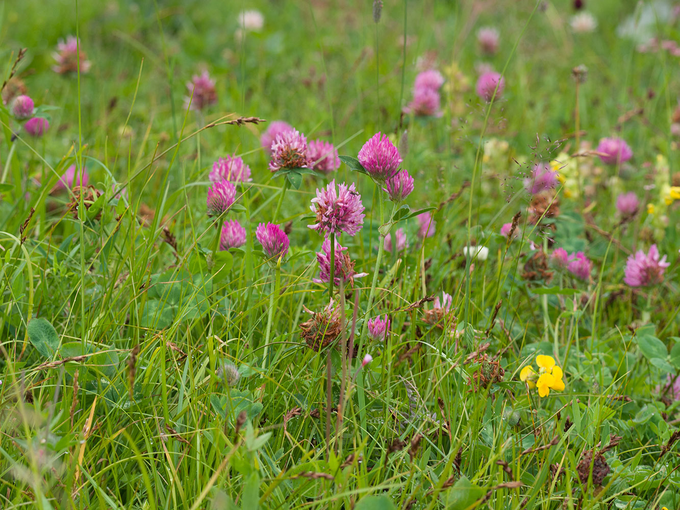 Изображение особи Trifolium pratense.