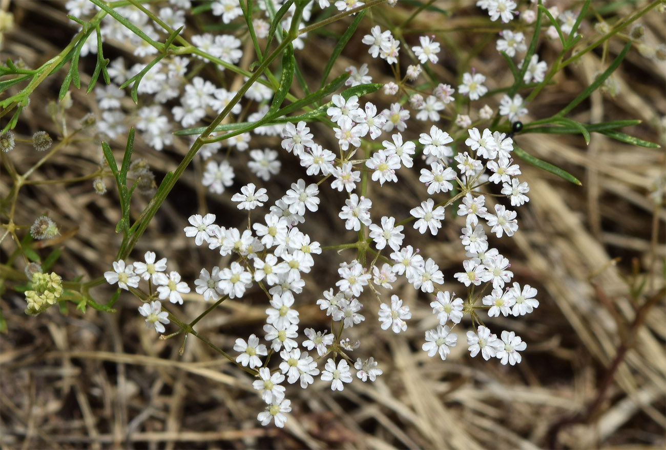 Изображение особи Aphanopleura capillifolia.