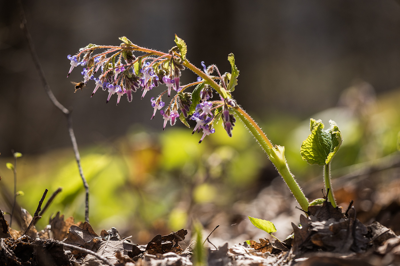 Изображение особи Trachystemon orientalis.