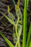 Sparganium microcarpum