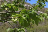 View full-size image Ulmus glabra