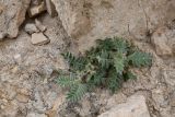 Смотреть изображение род Astragalus