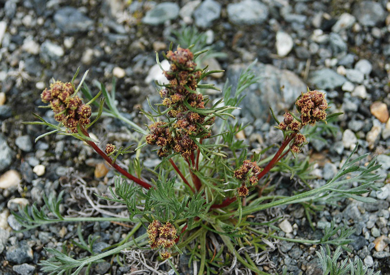 Image of Artemisia borealis specimen.