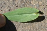 View full-size image Turritis glabra