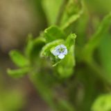 Смотреть изображение Bothriospermum tenellum