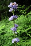 View full-size image Campanula cervicaria
