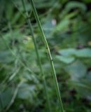 Смотреть изображение Equisetum ramosissimum