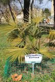 View full-size image Trachycarpus fortunei