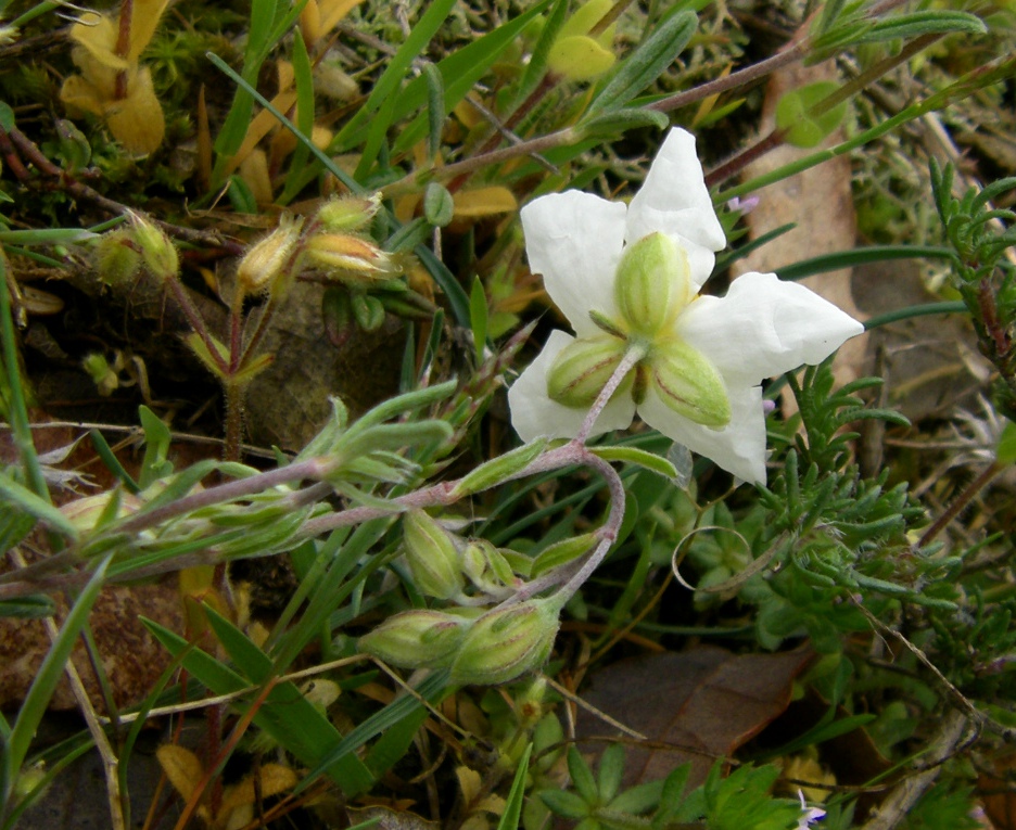 Image of genus Helianthemum specimen.