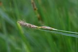 View full-size image Carex hirta