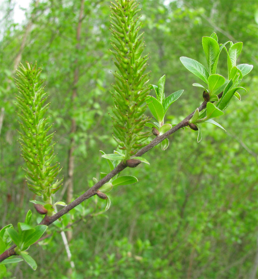 Image of Salix phylicifolia specimen.