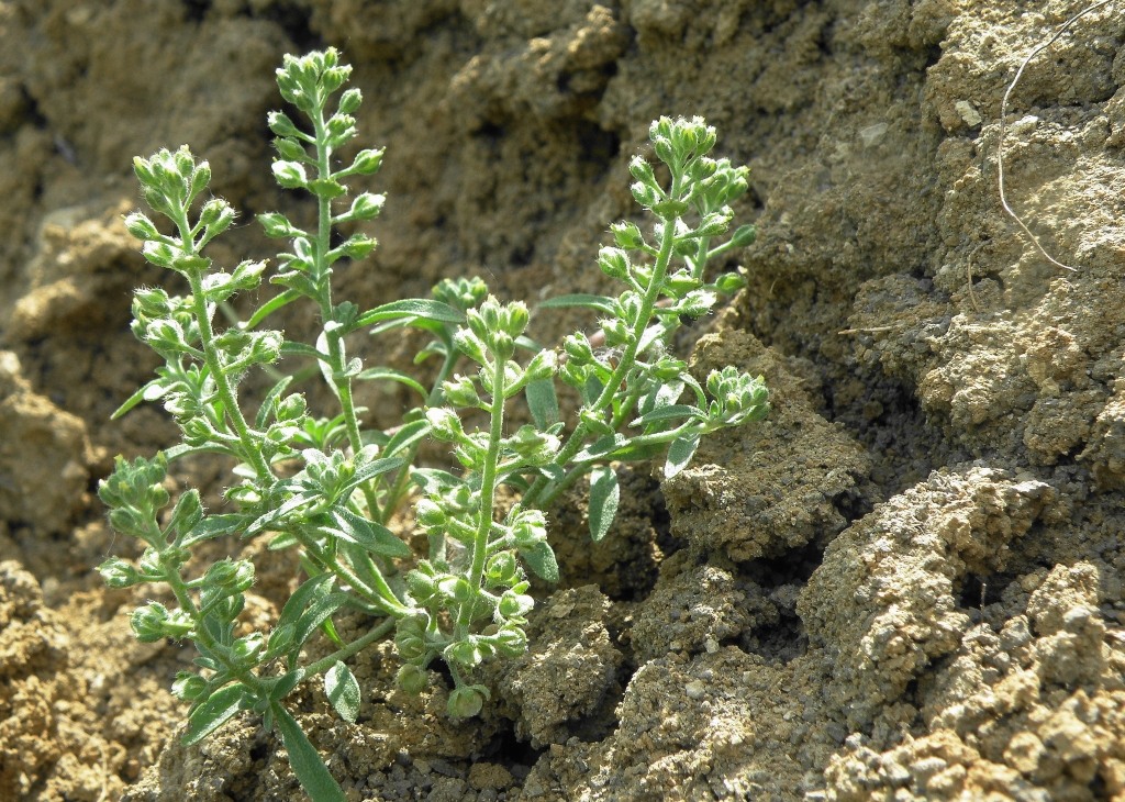 Image of Alyssum alyssoides specimen.