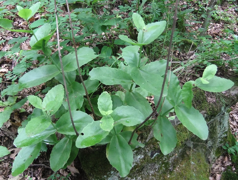 Image of Hylotelephium caucasicum specimen.