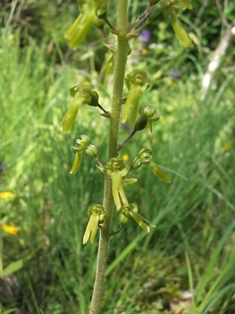 Изображение особи Listera ovata.