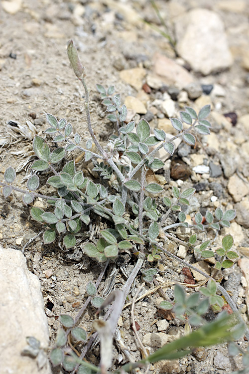 Image of Astragalus canoflavus specimen.
