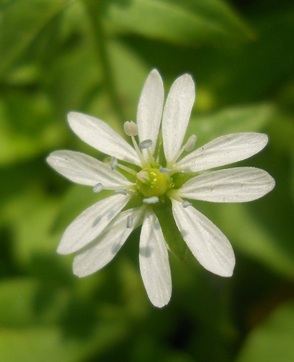 Image of Myosoton aquaticum specimen.