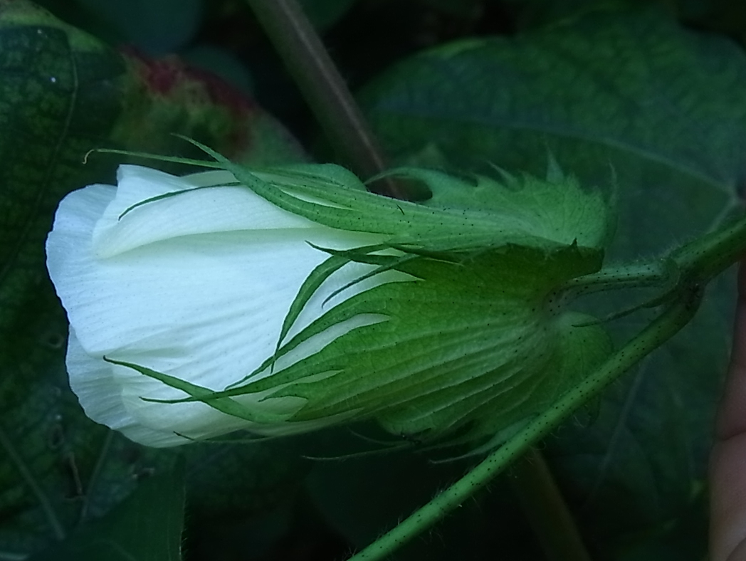 Image of Gossypium hirsutum specimen.